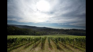 Weinverkostung Schönberger Herrnwingert