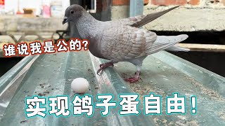 公鸽子下蛋了？天下实现了鸽子蛋自由，确实很美味🤔【天下一场梦】