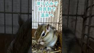 しまりす「ポン吉」府民割ってすごい！！【ペット】【シマリス】【Chipmunk】【Squirrel】【Kawaii】【Cute】