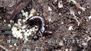 ハサミムシの母親と卵