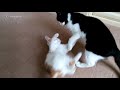 cat fight compilation video