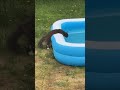 Cat Weazle Drinking from a Paddling Pool #youtube #shorts #cat #funny