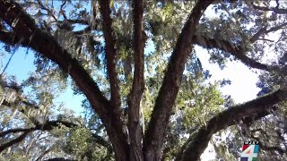 Melting ice rains down on St. Simons Island, Georgia Power close to restoring all power