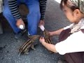 道の駅あらかわ20140502ウリ坊