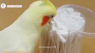 Lustige Papagei Videos