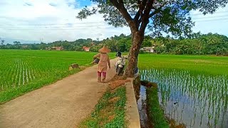 KACAPI SULING SUNDA MATAK WAAS KA LEMBUR !! DENGAN SUASANA PELOSOK PEDESAAN JAWA BARAT, BOGOR