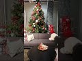 ikea switzerland christmas tree shorts shortsvideo