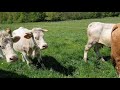 charolais and other mothers welcoming their beautiful 5 months calves on field slovakia