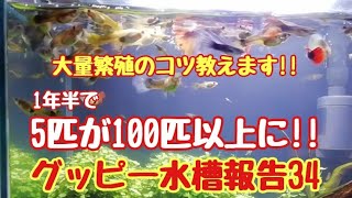 グッピー水槽報告34「大量繁殖のコツ教えます！」こっちゃんの生き物係