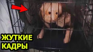 5 СТРАШНЫХ Видео не для Слабонервных. Ужасы. Страшные видео