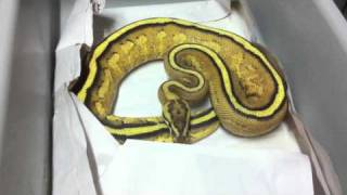 Morphs 101 - Superstripe