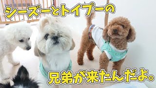 シーズーとトイプードルの兄弟が来たんだよ。　🐶ひみつきちなう！#1🐶  (チワワ シーズー トイプードル ミニチュアダックス マルプー ビションフリーゼ マルチーズ)