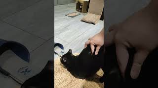 真的很喜歡翹屁屁 #cat #blackcat #貓 #貓咪的迷惑行為