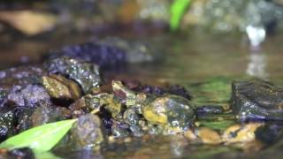 Foot flagging behaviour of Dancing frogs