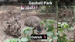 Assam state zoo cum Botanical Garden Gauhati Park 🏞️ short vlog video