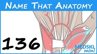Name That Anatomy - Episode 136