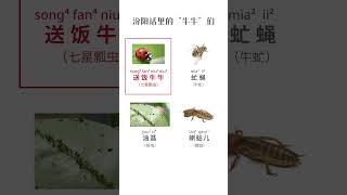 【晋语】汾阳话里的“牛牛”们