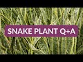 ANSWERING YOUR QUESTIONS ABOUT SNAKE PLANTS / JoyUsGarden