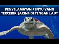 PENYU TERCEKIK DISELAMATKAN DI TENGAH LAUT