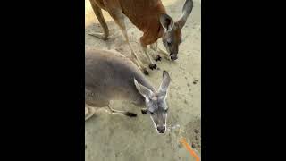 エサに寄って来るオオカンガルー　ノースサファリサッポロ / Eastern grey kangaroo in North-safari Sapporo