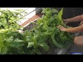 how to grow celtuce chinese lettuce with good quality stem