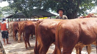 BAKALAN JANGKA PEDEK  PASAR GRABAG MAGELANG 🔥🔥🔥