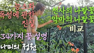 정원 가꾸기/ 34가지 꽃 설명/능소화 독성에 관한 진실/백일홍,썸머라일락,꽃범의꼬리,미국부용,에키네시아..등등