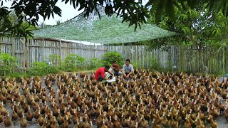 Amazing Duck Farming Technique - Raising hundreds of Itik Pinas Ducks (From Coop to Free-range )