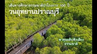 เส้นทางศึกษาธรรมชาติป่าโกงกาง 100 ปี : วนอุทยานปราณบุรี จ.ประจวบคีรีขันธ์ พาคุณชมธรรมชาติแบบใกล้ชิด