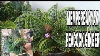 CARA MEMPERBANYAK BUNGA PEACOCK GINGER / KAEMPFERIA