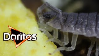 Isopods Eat Doritos