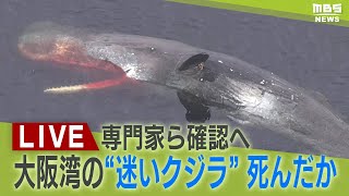 【LIVE】大阪湾の迷いクジラ動かず死んだか…専門家など調査「息をしていない」と通報受け大阪府など確認へ