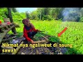 sambal cibiuk jengkol ikan asin lalap ngaliweut di saung sawah bikin madep