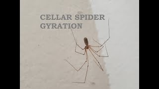 Cellar spider gyration