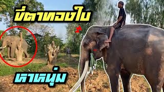 คุณตาลุนขี้ทองใบ❗️เดินมาหาบักหนุ่มสุรินทร์⭕️elephant