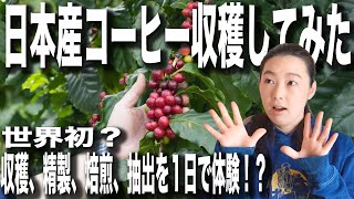 【日本産コーヒー】世界初！？１杯の珈琲になるまで（収穫/精製/焙煎/抽出）を１日で体験してみた（岡山金甲山コーヒー農園）