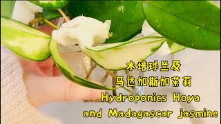 水培球兰和马达加斯加茉莉Hydroponic Hoya and Madagascar jasmine#hoya #madagascarjasmin#hydroponic #hydroponics