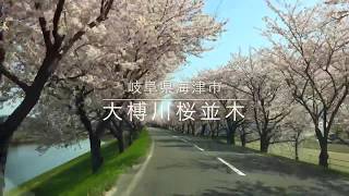 岐阜県海津市 大榑川桜並木/Many Cherry blossoms at Oogure River