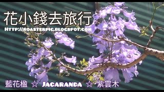 Jacaranda flowers in bloom + street arts：Hong Kong Landscape 2022