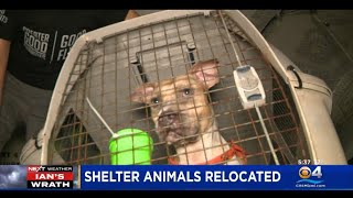 Shelter Animals Displaced By Hurricane Ian Find New Homes Out-Of-State