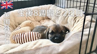 【英国暮らし】生後８週間と２日目の子犬/イギリス暮らし/ボーダーテリア