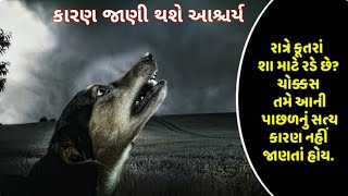 રાત્રે કુતરા શા માટે રડે છે?||  કારણ જાણી થશે આશ્ચર્ય 😱 || ratre kutra sa mate rade chhe || dog cry