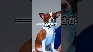 チワワを絶対に飼ってはいけない理由