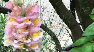 Bee going into mouth of a snapdragon