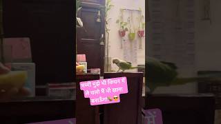 Mummy Mai Papa ke Liye Khana 🥘 Banaunga 😎#funny #cute #comedy #parrot #youtubeshorts #shorts