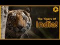 India Tiger Safari Guide for Photographers