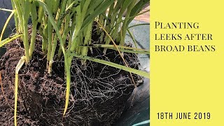 Planting leeks after broad beans