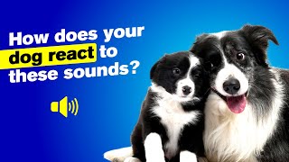 How Does Your DOG REACT To These Sounds? 🐶