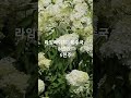 예약 받습니다 라임라이트 목수국 라임라이트 목수국 수국