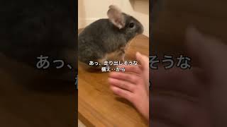 【部屋んぽ】運動能力の良さを見せつけるチンチラ＃chinchilla＃チンチラ＃shorts